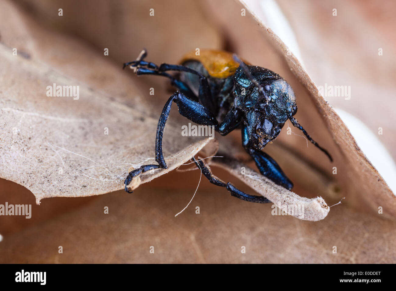 Makroaufnahme einer Omophlus Lepturoides, auch bekannt als Kamm krallte Käfer Stockfoto