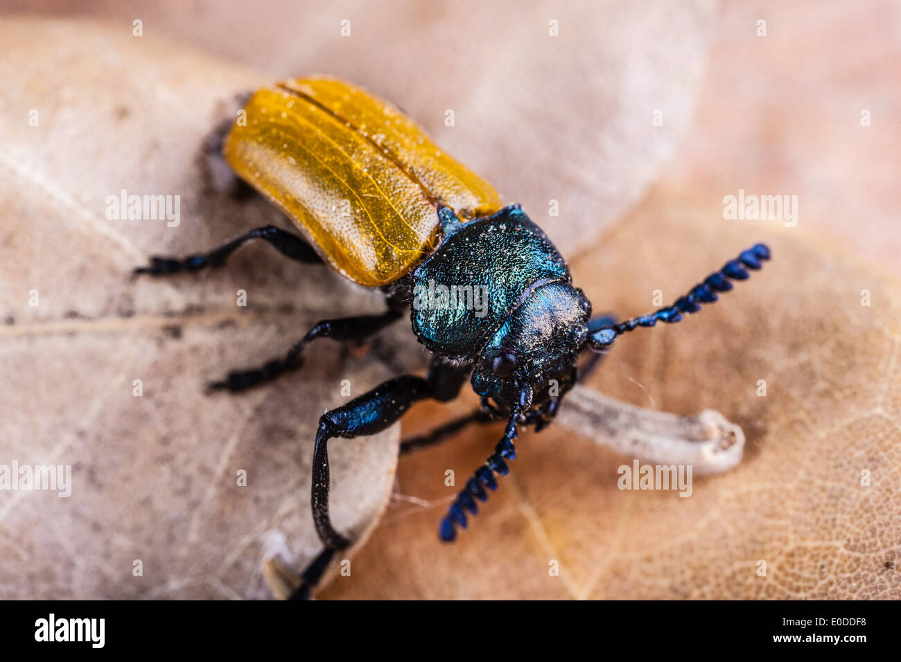 Makroaufnahme einer Omophlus Lepturoides, auch bekannt als Kamm krallte Käfer Stockfoto