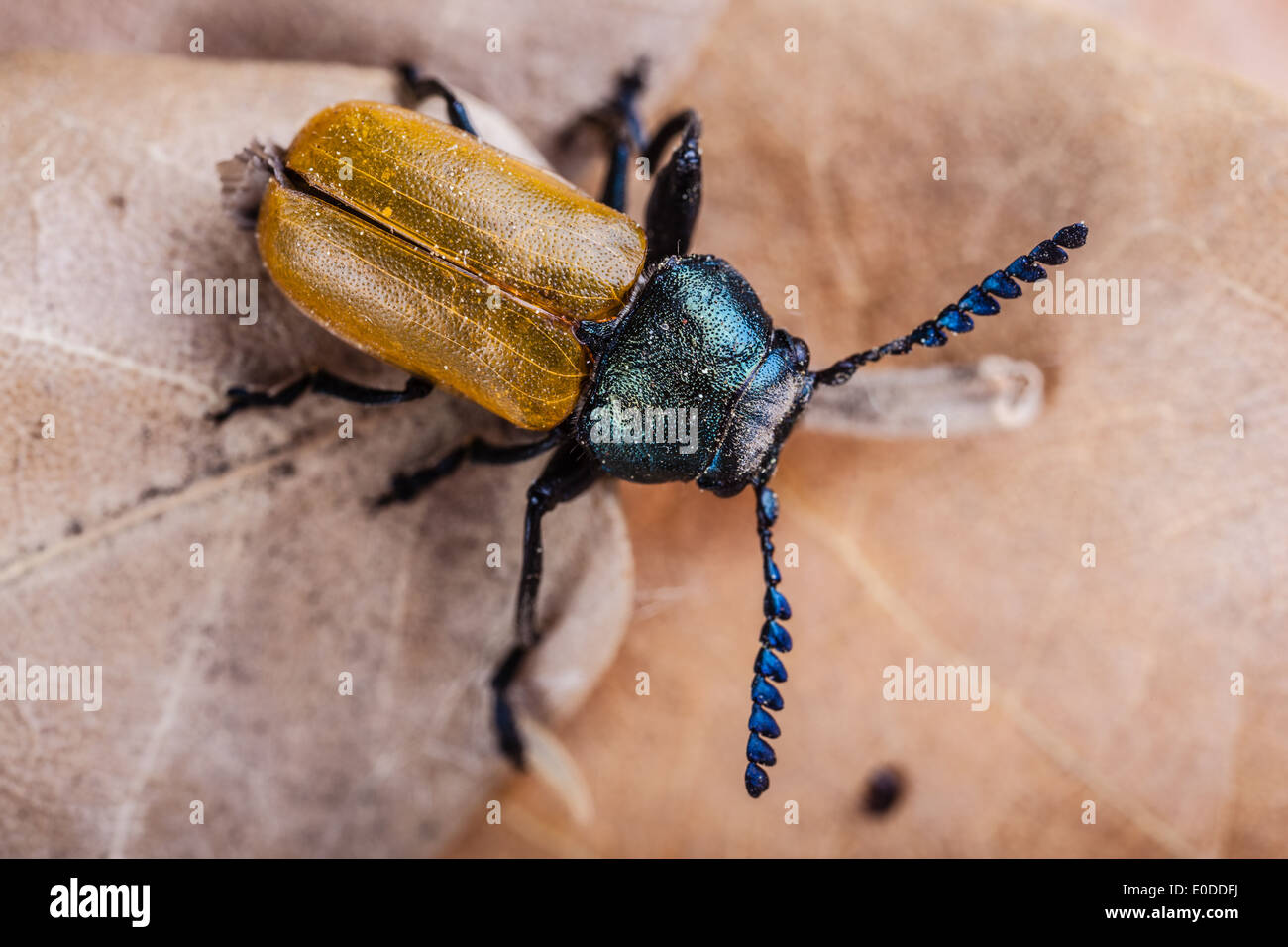 Makroaufnahme einer Omophlus Lepturoides, auch bekannt als Kamm krallte Käfer Stockfoto