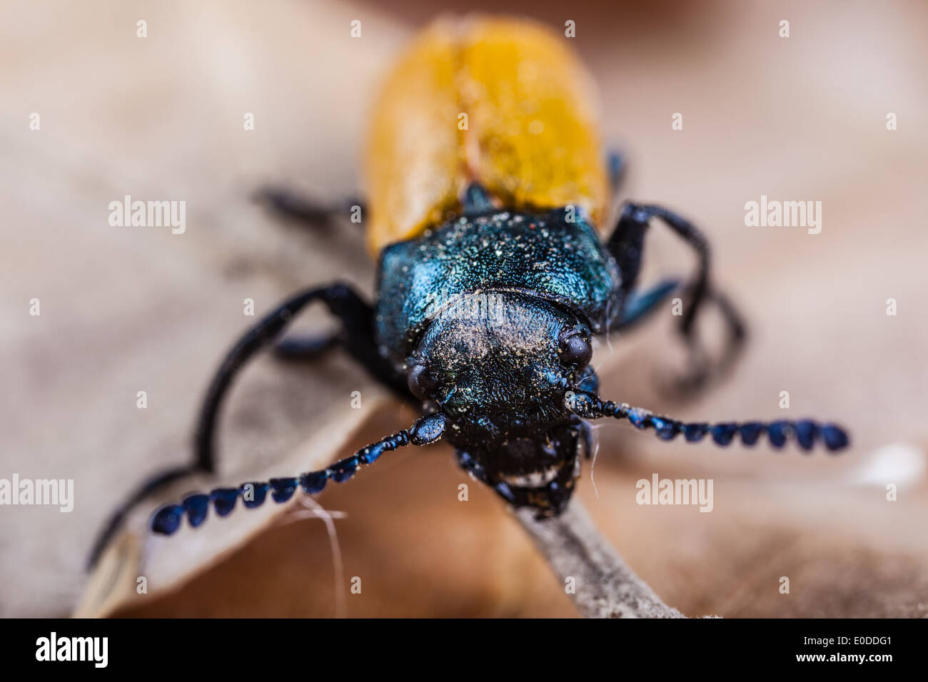 Makroaufnahme einer Omophlus Lepturoides, auch bekannt als Kamm krallte Käfer Stockfoto
