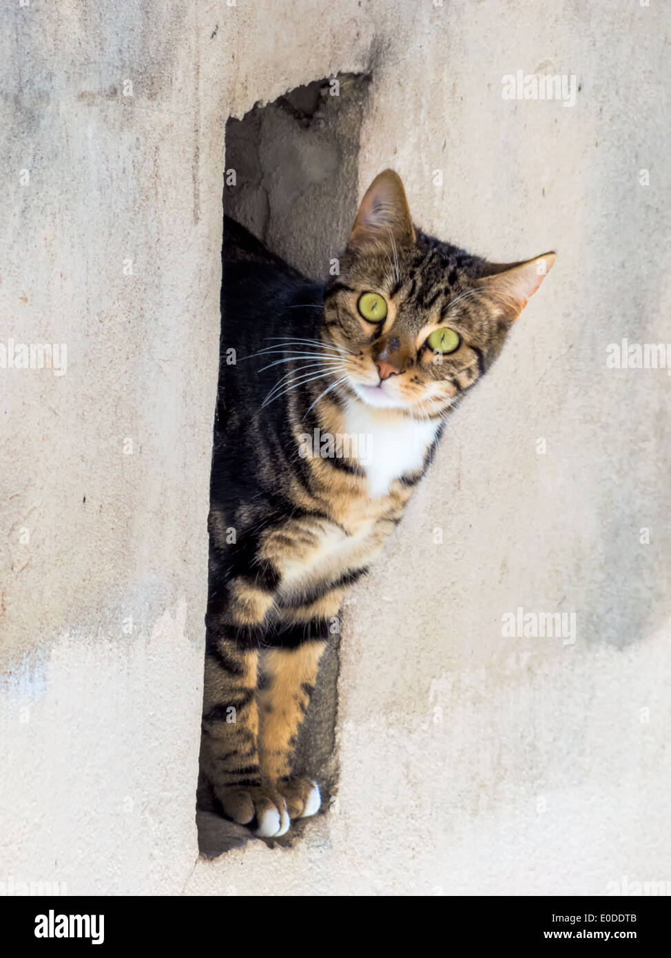 Eine kleine Katze sieht seltsam aus der Nische einer Wand, Eine Kleine Katze Sieht Neugierig aus der Nische Einer Mauer Stockfoto