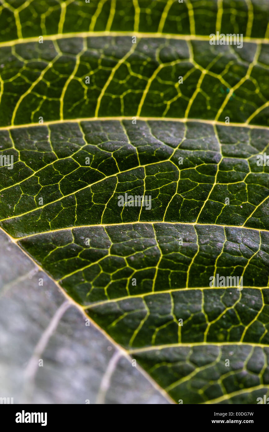 Extreme Makroaufnahme einer Blattoberfläche zeigen die Venen Stockfoto