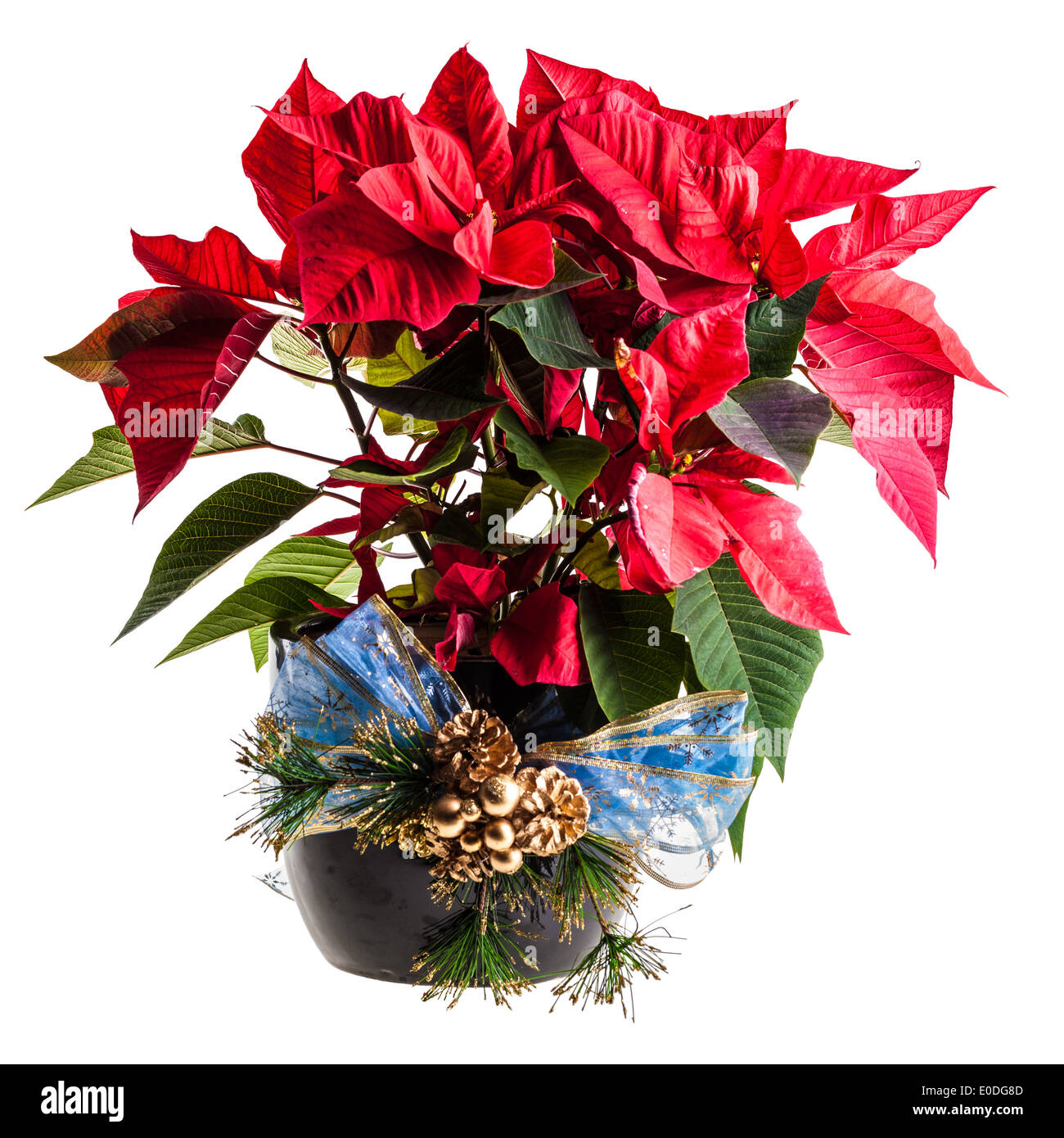 eine Topfpflanze Weihnachtsstern verziert mit einem blauen Band und isoliert auf weiss Stockfoto