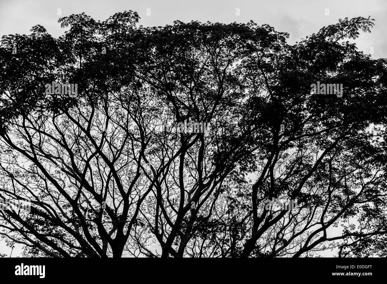 Baum Zweige Latin America Panama Panama Stadt Panama Republik Himmel Stockfoto