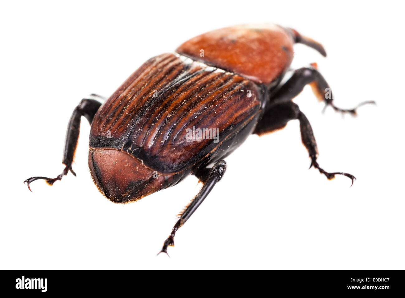 Makroaufnahme eines roten Kornkäfers isoliert auf weiß Stockfoto