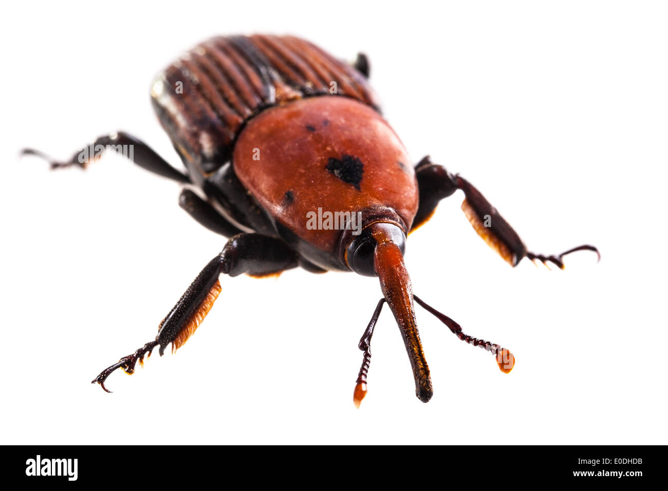 Makroaufnahme eines roten Kornkäfers isoliert auf weiß Stockfoto