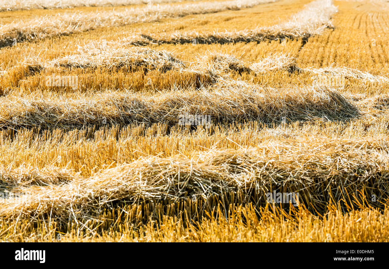 Ein Getreidefeld mit Weizen, kurz vor der Ernte Ein Getreidefeld Mit Weizen Kurz Vor der Ernte Stockfoto