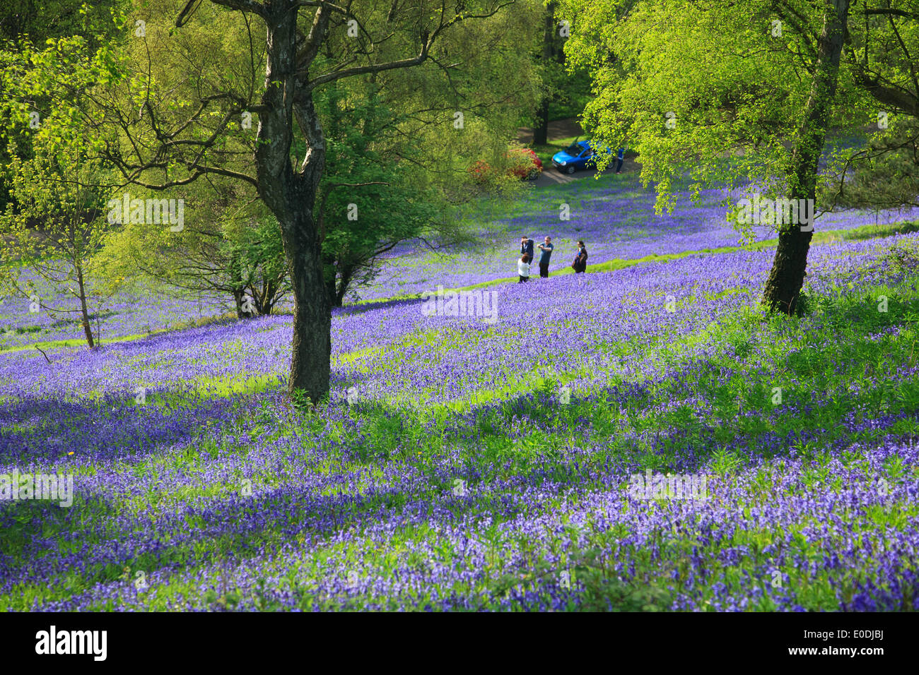 Glockenblumen und Bäume an den Hängen der Hügel Malvern, Worcestershire Stockfoto