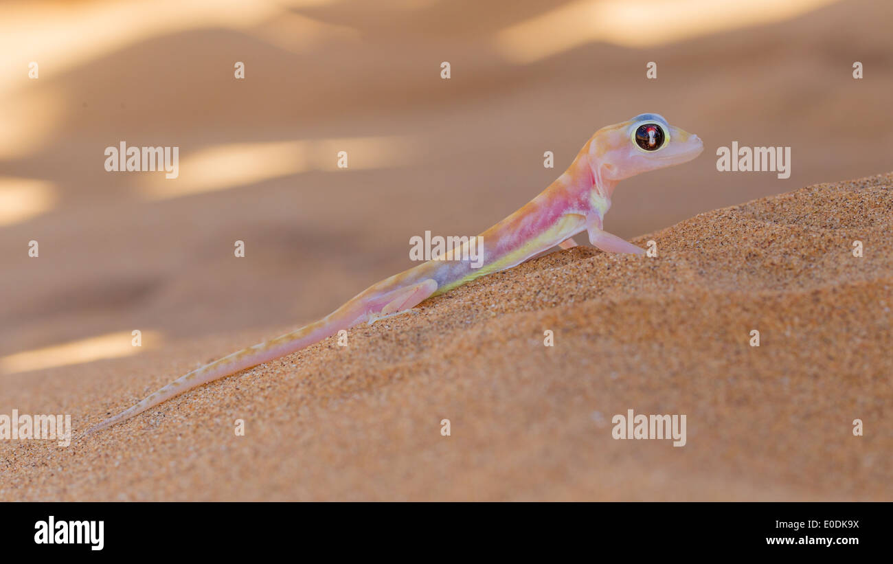 Palmatogecko (Pachydactylus Rangei), auch bekannt als Web-footed Gecko, eine nachtaktive Gecko endemisch in der Namib-Wüste Stockfoto