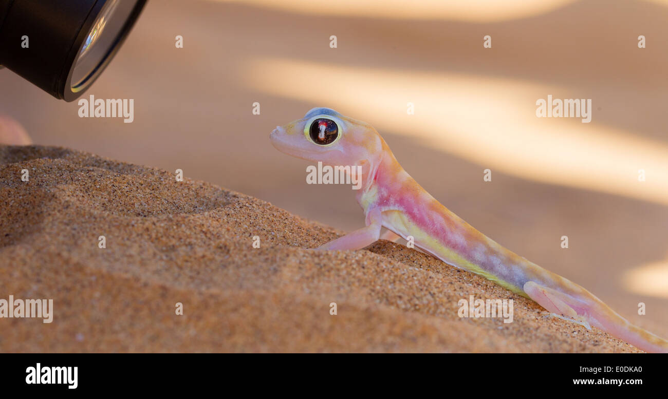 Palmatogecko (Pachydactylus Rangei) auch bekannt als Web-footed Gecko fotografiert Stockfoto