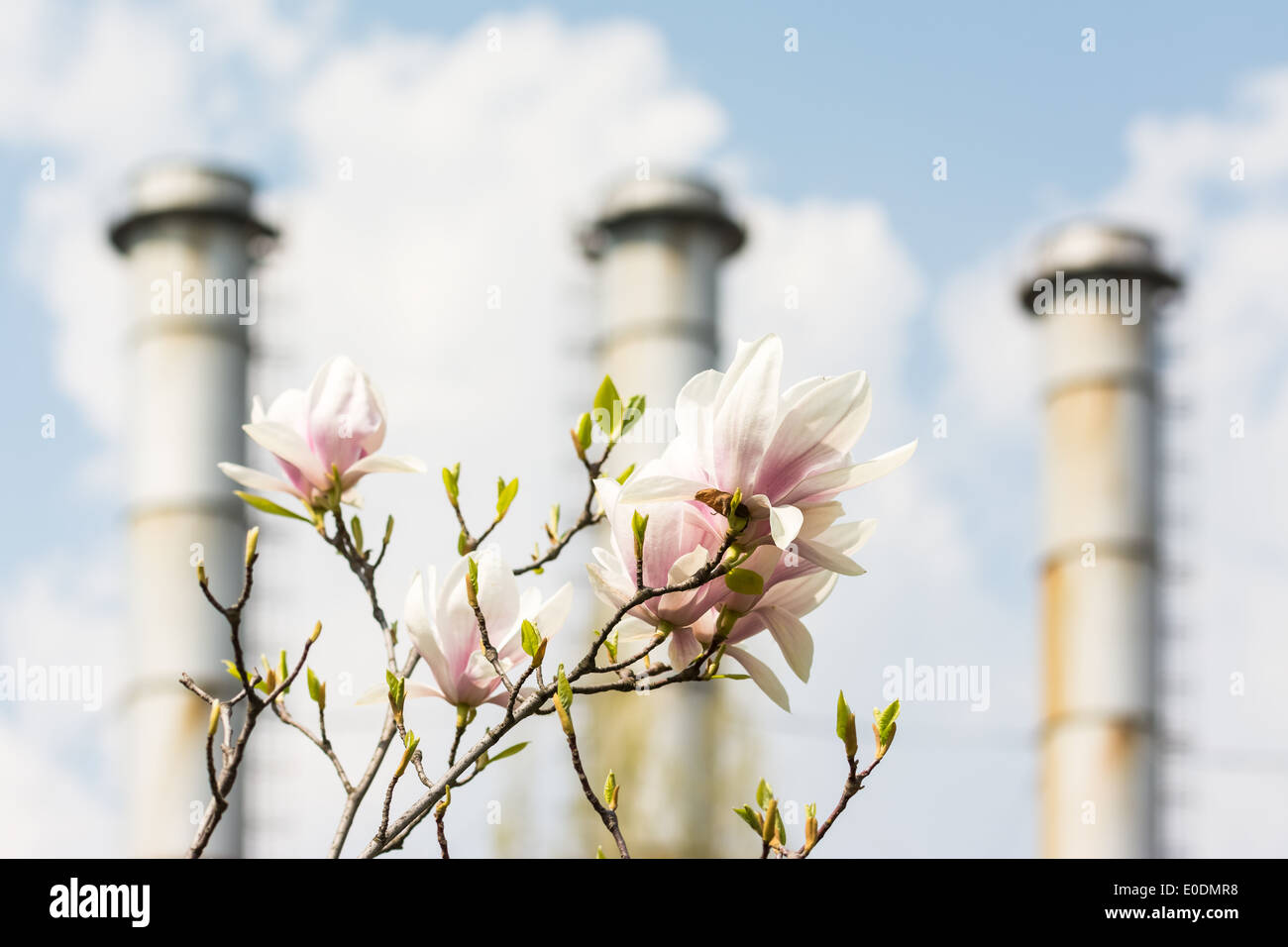 Magnolia Blumen wachsen In verschmutzten Stadt Konzept Stockfoto