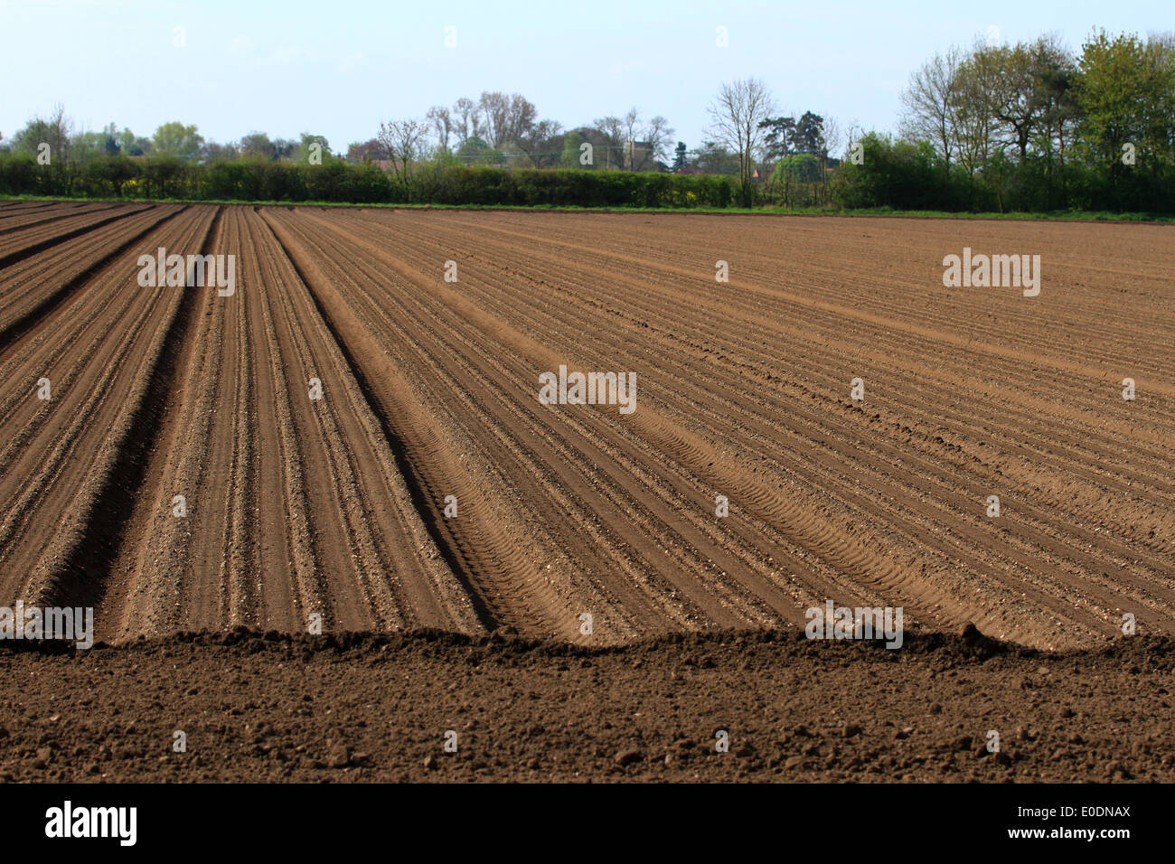 Pflugfeld, Muster, gerade Furchen, Boden, Saatbett, Herbstboden, gesät, bebaut, Landwirtschaft, künstlerische Linien, Pflanzen, Kultivieren, Pflügen, Stockfoto