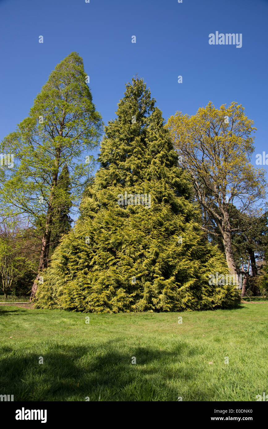Nadelbaum-Baum in Dreiecksform Stockfoto