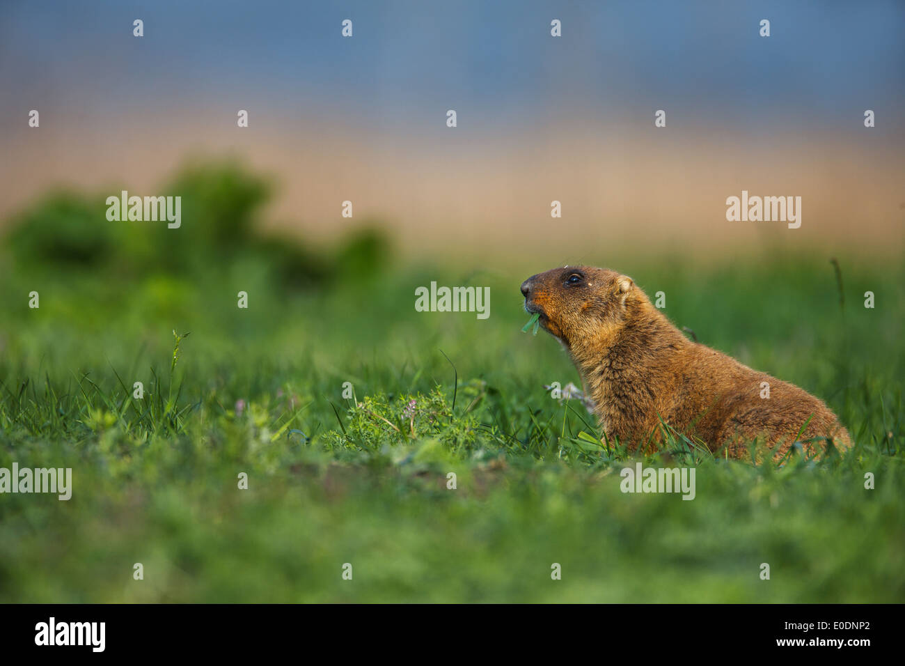 Bobak Murmeltier (Marmota Bobak) Stockfoto