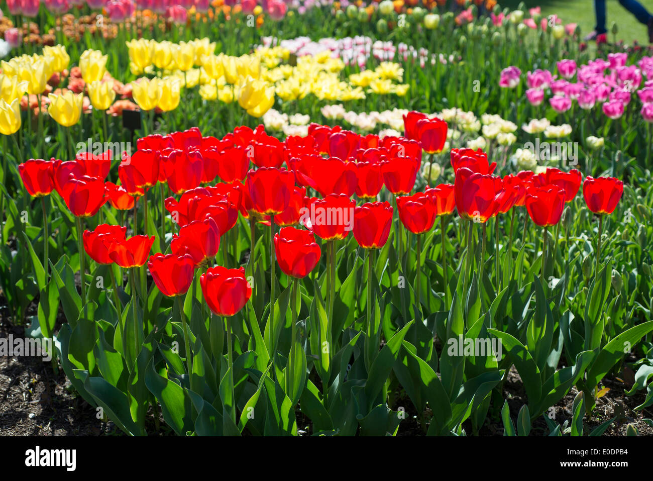 Anzeige der verschiedenen Tulpen bei RHS Garden Wisley, Surrey, England, UK Stockfoto