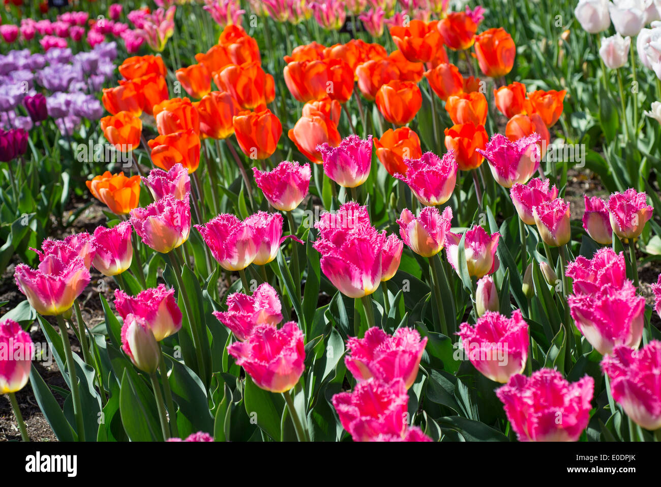 Verschiedene Arten von Tulpen mit Tulipa "Auxerre" in den Vordergrund (rosa) Stockfoto