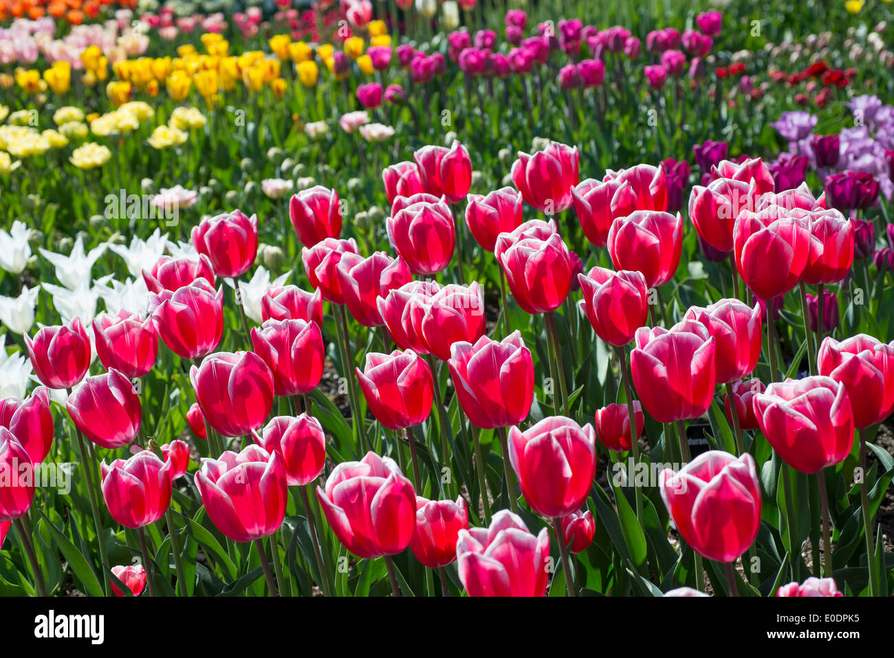 Anzeige der verschiedenen Tulpen bei RHS Garden Wisley, Surrey, England, UK Stockfoto