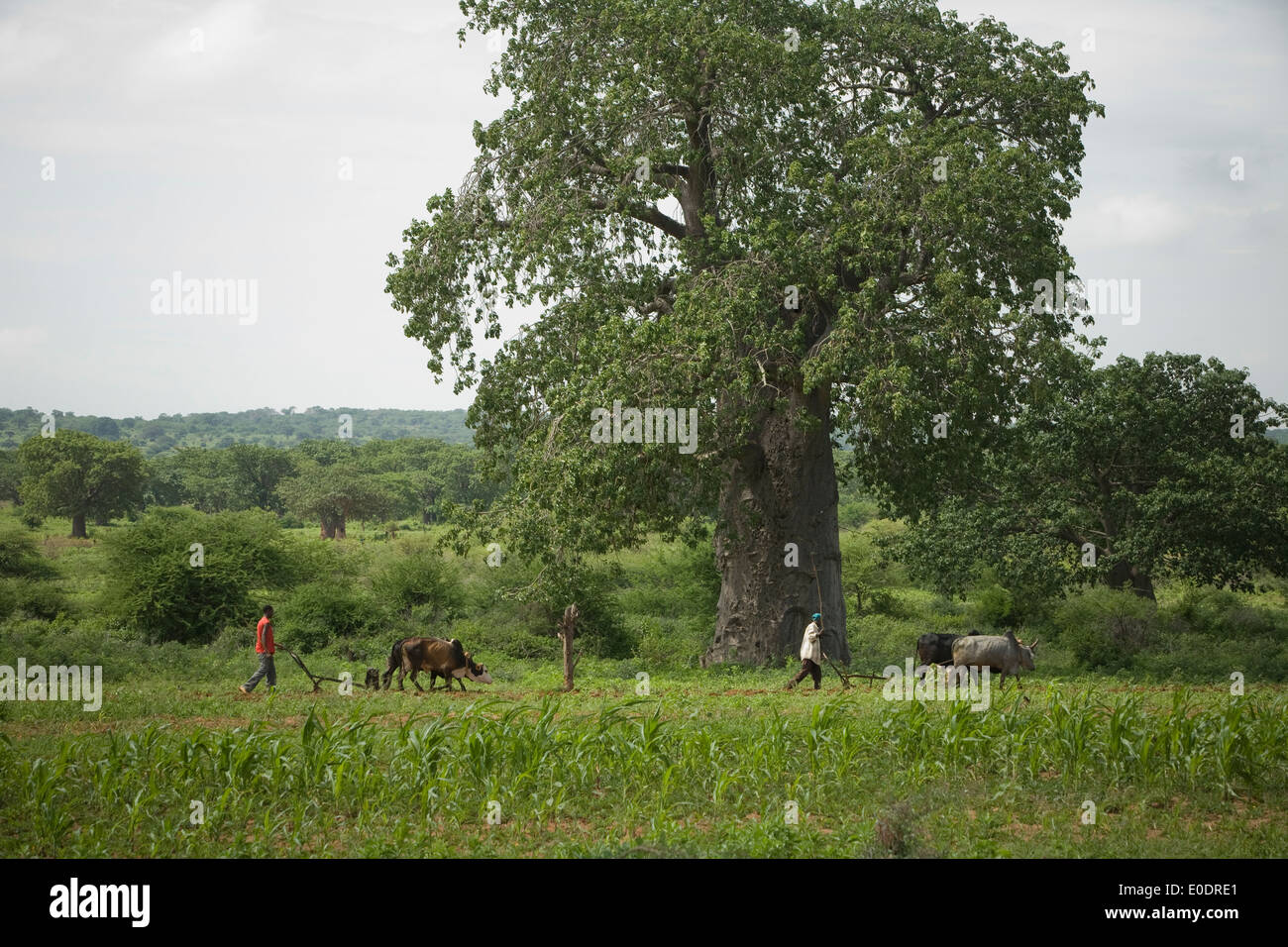 Baobab-Baum in der Nähe von Dodoma, Tansania, Ostafrika. Stockfoto