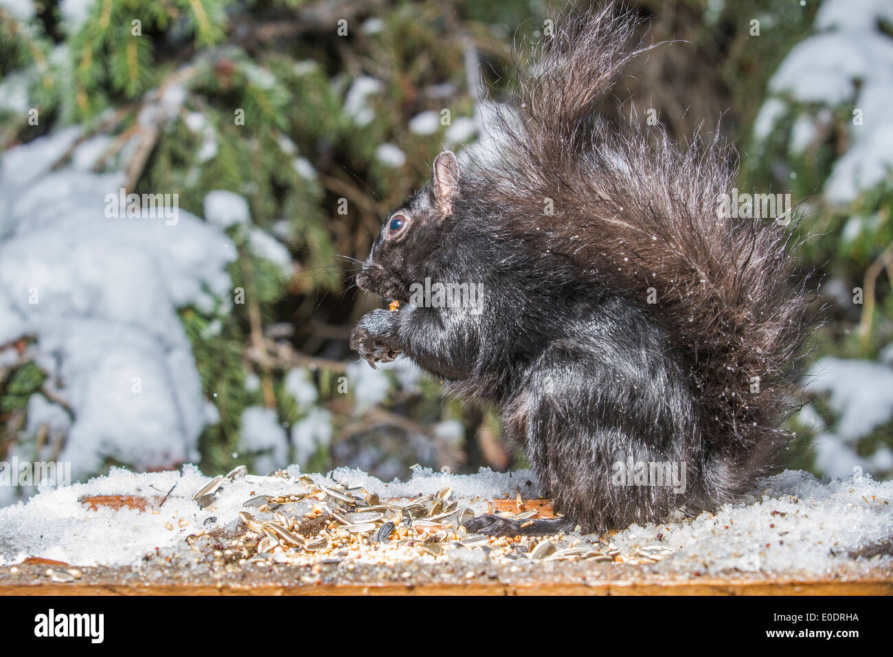 Schwarzen Eichhörnchen (Sciurus Carolinensis), Bushy tailed, schwarzes Eichhörnchen, hautnah im natürlichen Lebensraum, Fütterung und zeigt seine Pfoten. Stockfoto