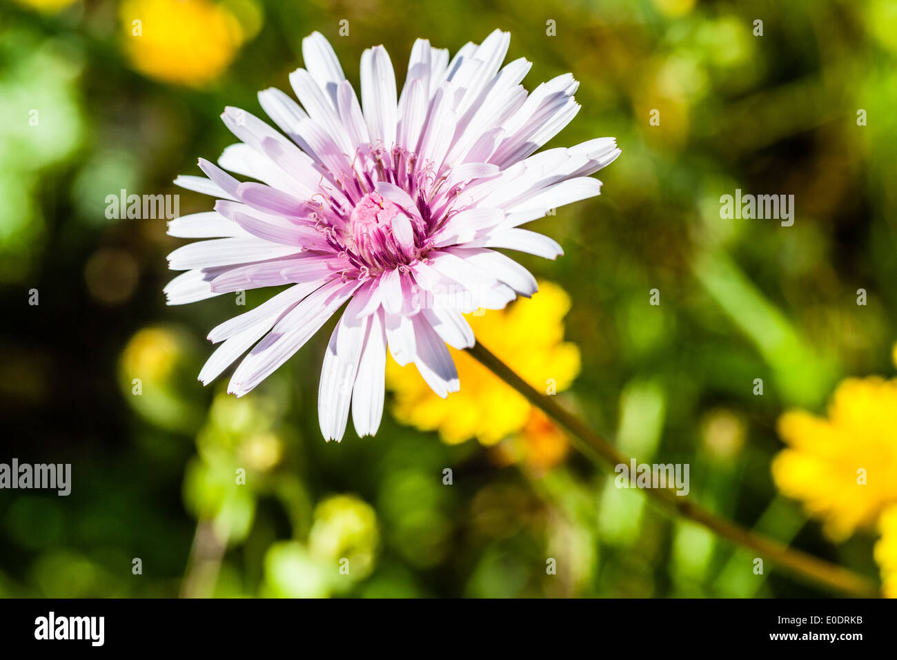 Makroaufnahme von Crepis Rubra, auch bekannt als Pink Hawk-Bart Stockfoto