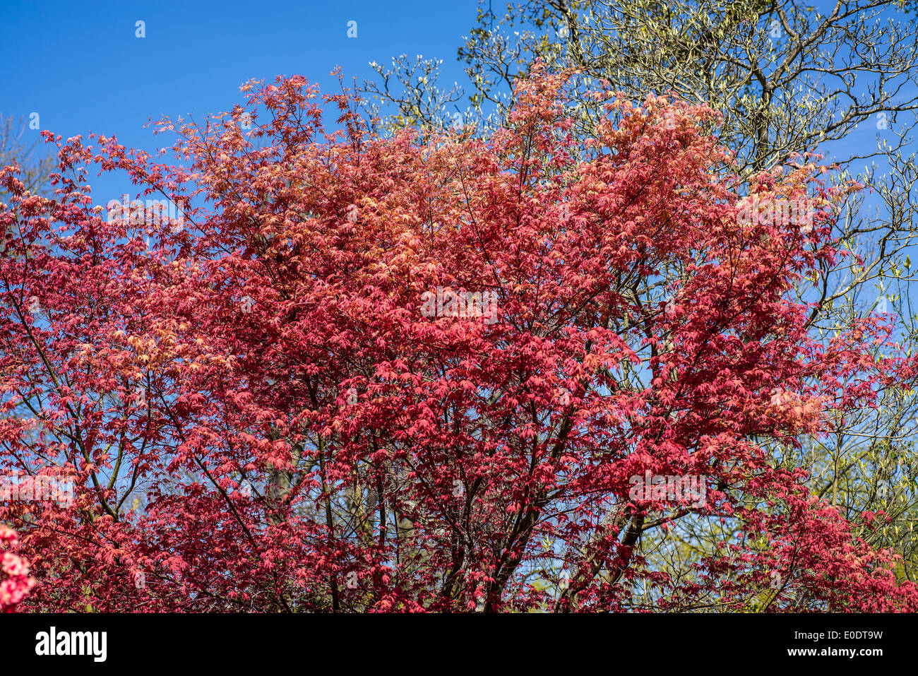 Acer-Baum-Blätter Stockfoto