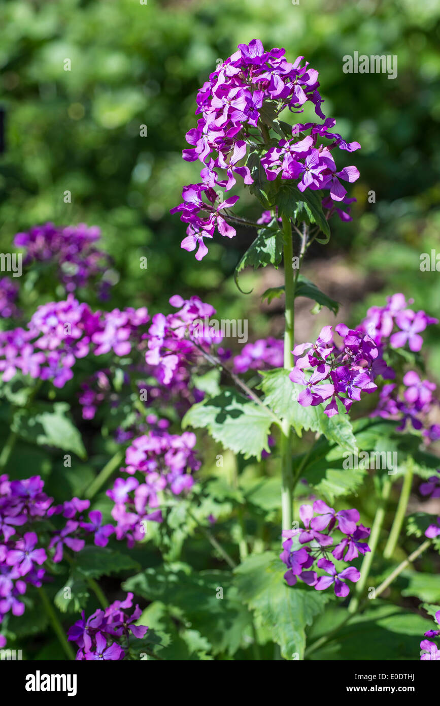 LUNARIA Annua, Ehrlichkeit oder Einjähriges Silberblatt in Blüte Stockfoto LUNARIA Annua, Ehrlichkeit oder Einjähriges Silberblatt in Blüte Stockfoto