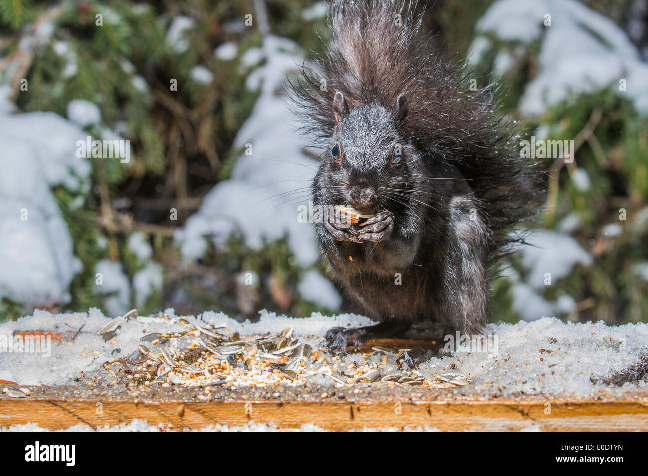 Schwarzen Eichhörnchen (Sciurus Carolinensis), Bushy tailed, schwarzes Eichhörnchen, hautnah im natürlichen Lebensraum, Fütterung und zeigt seine Pfoten. Stockfoto