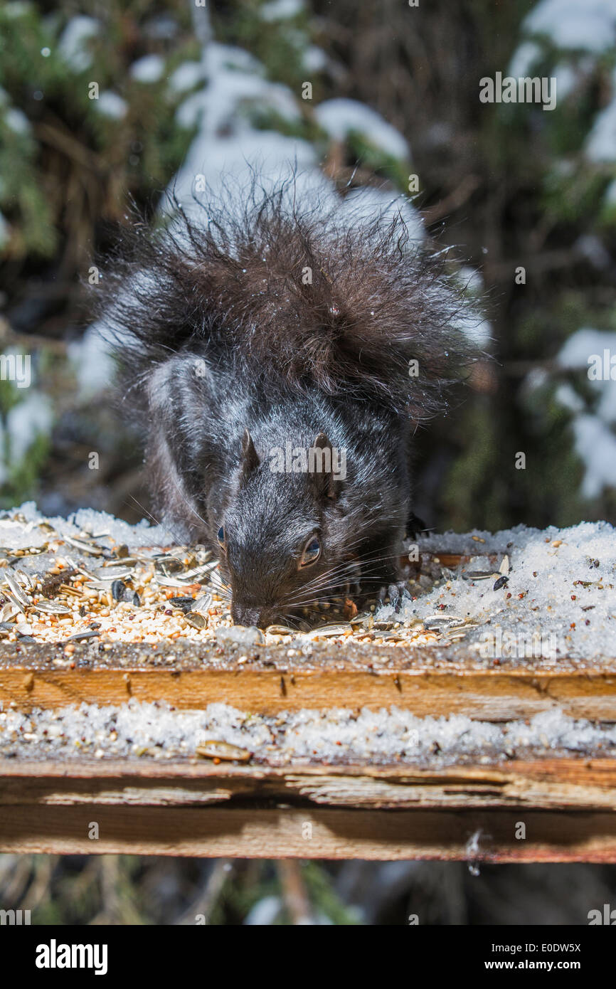 Schwarzen Eichhörnchen (Sciurus Carolinensis), Bushy tailed, schwarzes Eichhörnchen, hautnah im natürlichen Lebensraum, Fütterung und zeigt seine Pfoten. Stockfoto