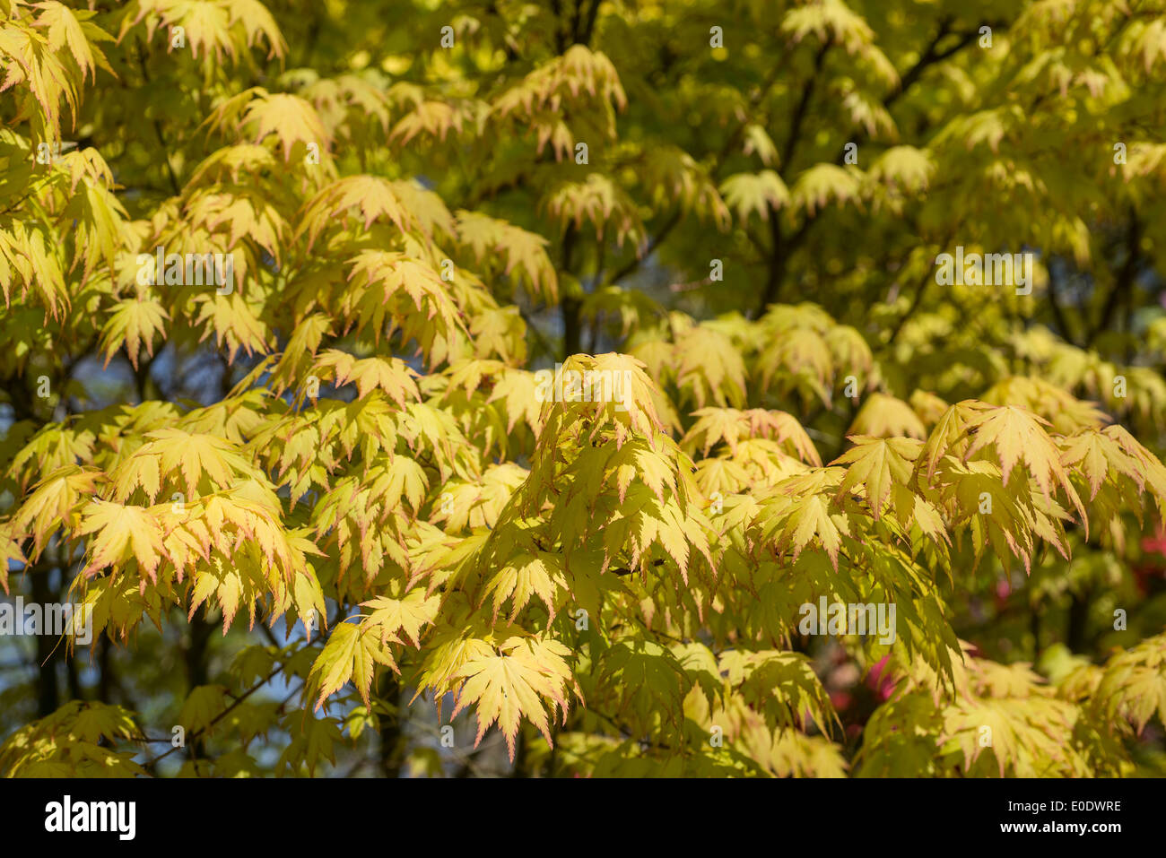 Acer Palmatum 'Orange Dream' Stockfoto