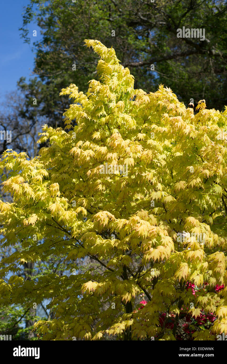 Acer Palmatum 'Orange Dream' Stockfoto