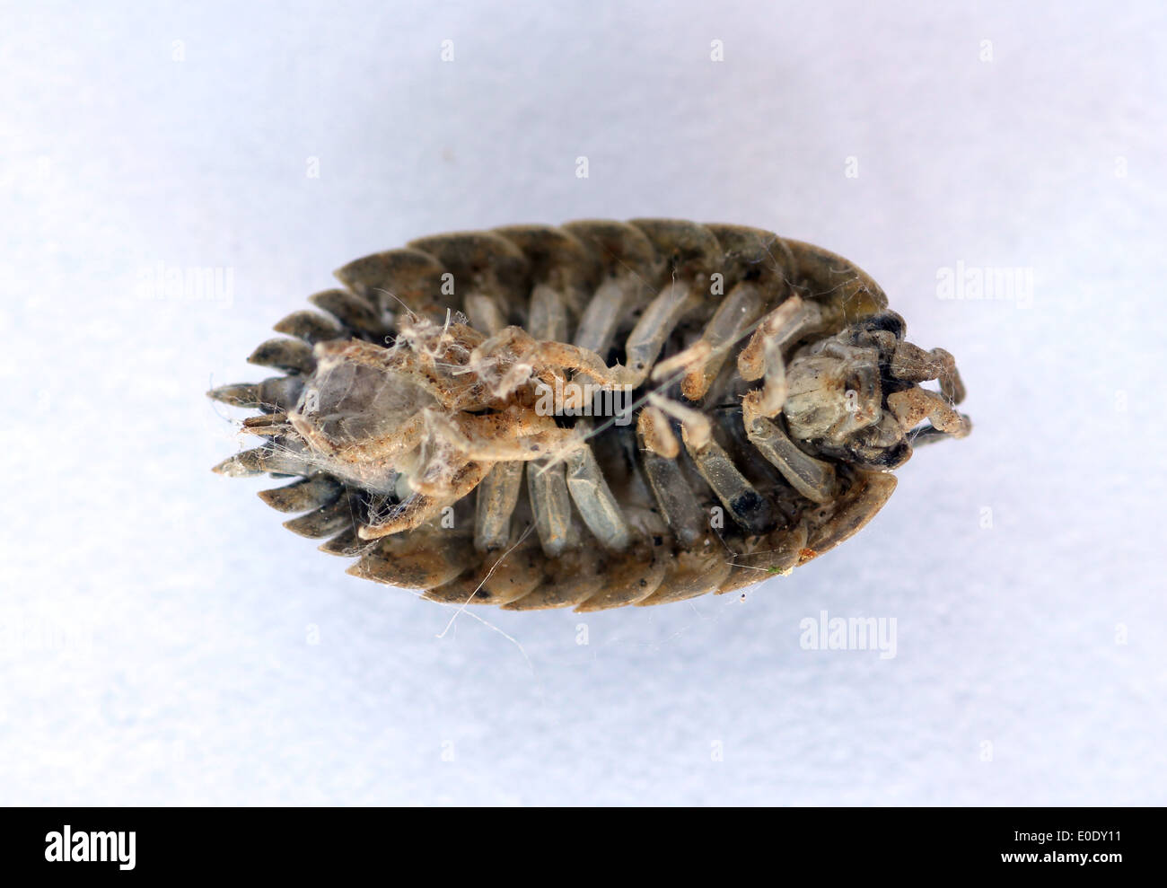 Toten Assel von Spinne mit Spinnennetz drauf trocken gesaugt Stockfoto