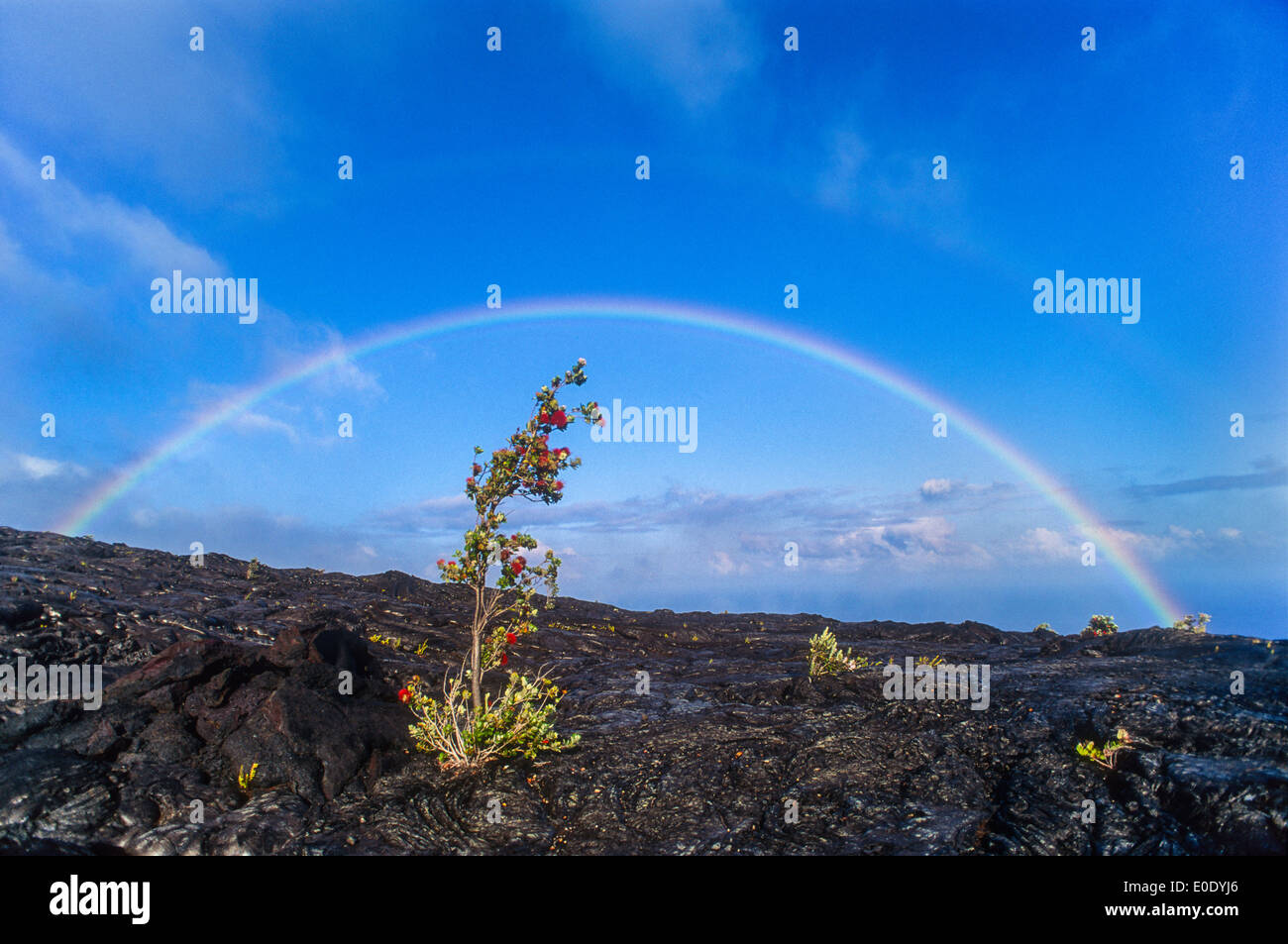 Doppelter Regenbogen über Ohia Baum in Lavastrom zu wachsen; Chain of Craters Road, Hawaii Volcanoes National Park. Stockfoto