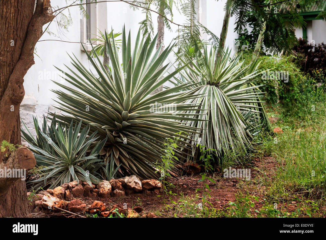 Garten in Afrika mit großen Agaven in gelb und grün Stockfoto