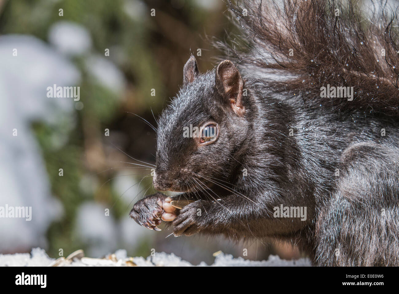 Schwarzen Eichhörnchen (Sciurus Carolinensis), Bushy tailed, schwarzes Eichhörnchen, hautnah im natürlichen Lebensraum, Fütterung und zeigt seine Pfoten. Stockfoto