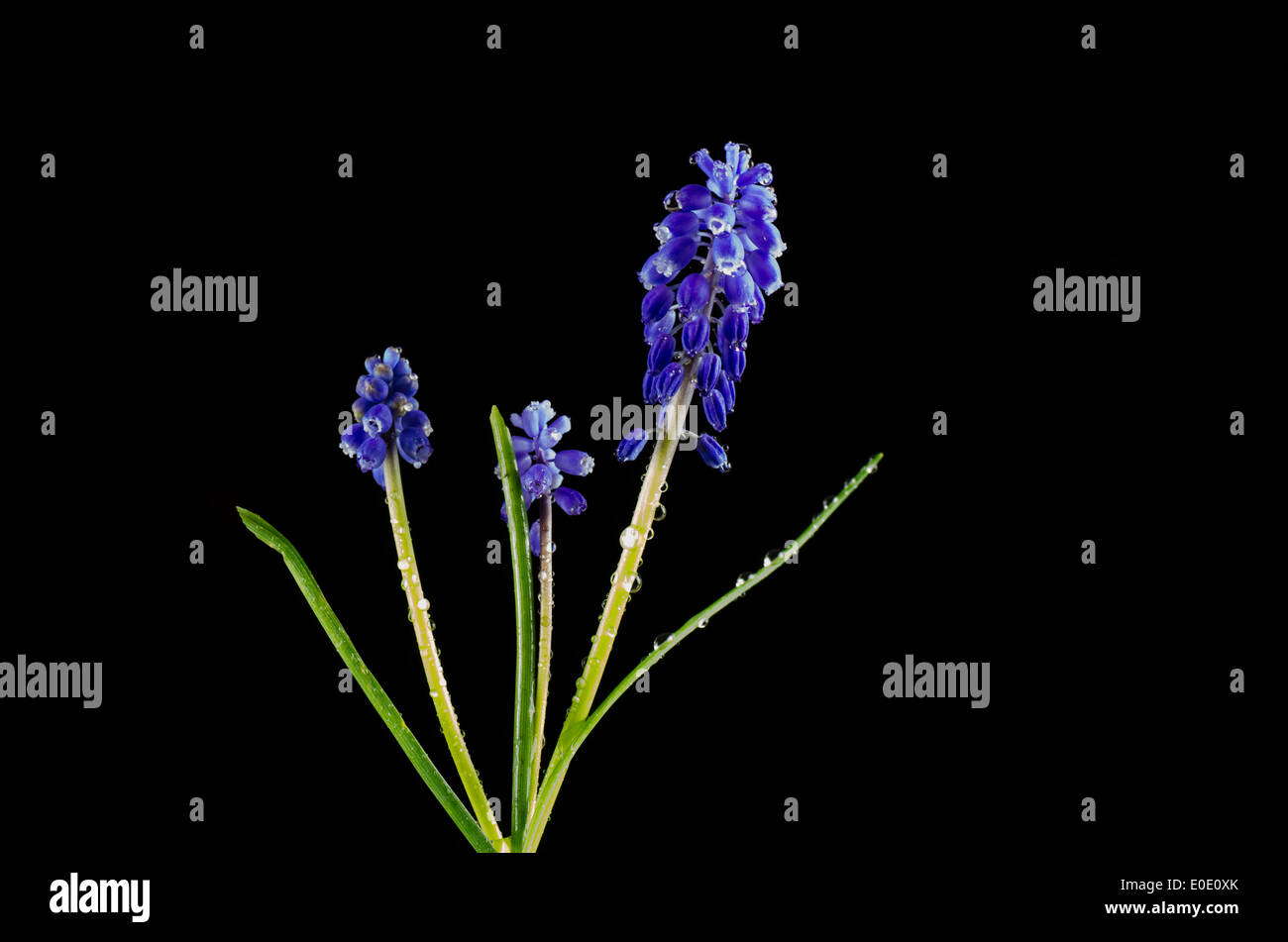 Grape Hyacinth mit Wasser fällt auf schwarzem Hintergrund Stockfoto
