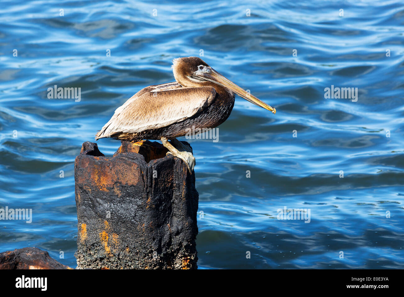 Pelikan auf einem rostigen Haufen gegen Wasser Stockfoto