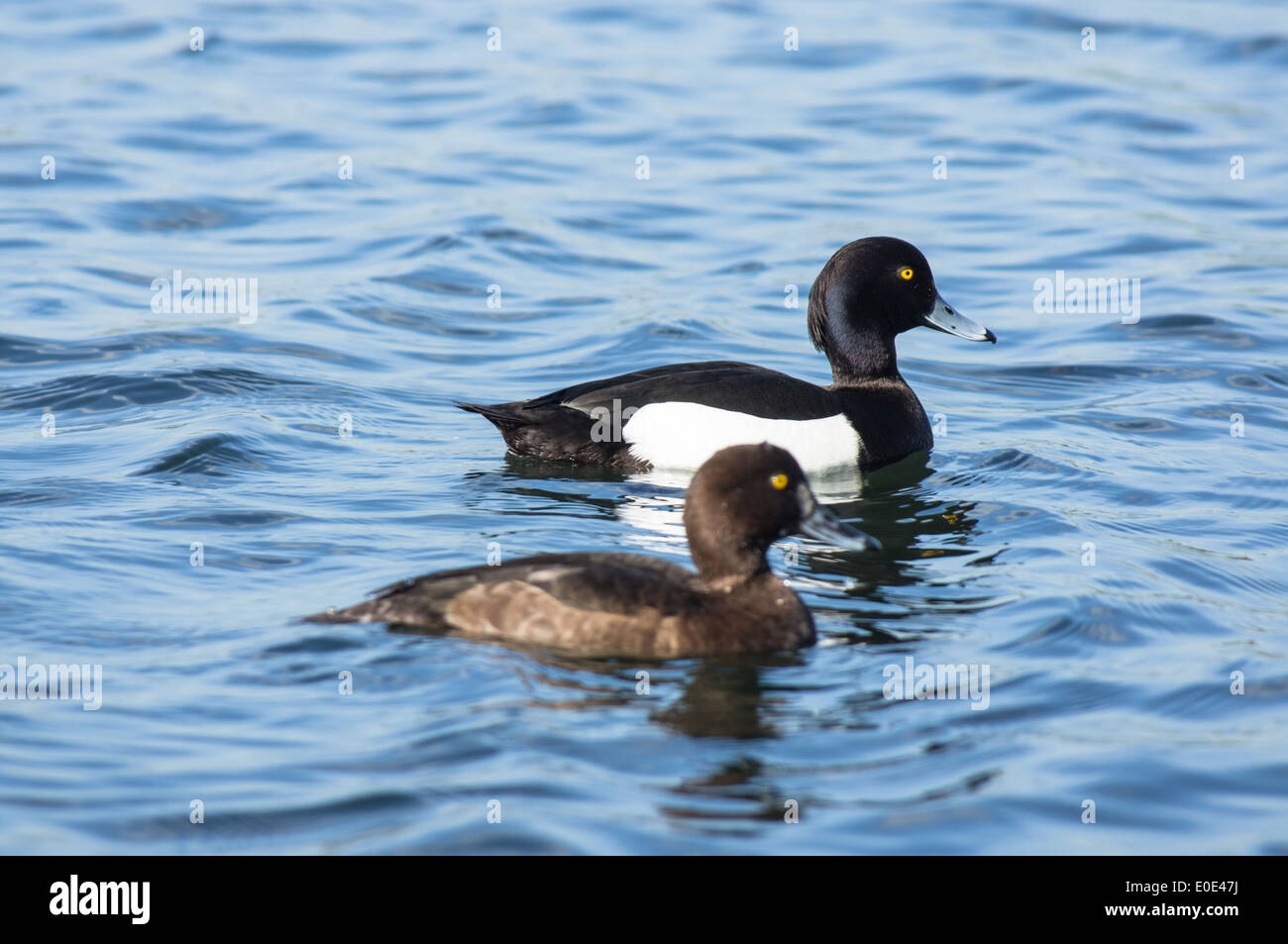 Getuftete Ente, Aythya fuligula, Männchen und Weibchen Stockfoto