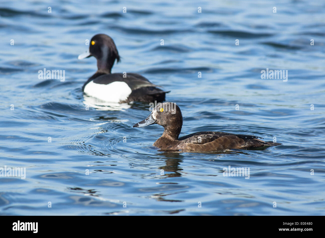 Getuftete Ente, Aythya fuligula, Männchen und Weibchen Stockfoto