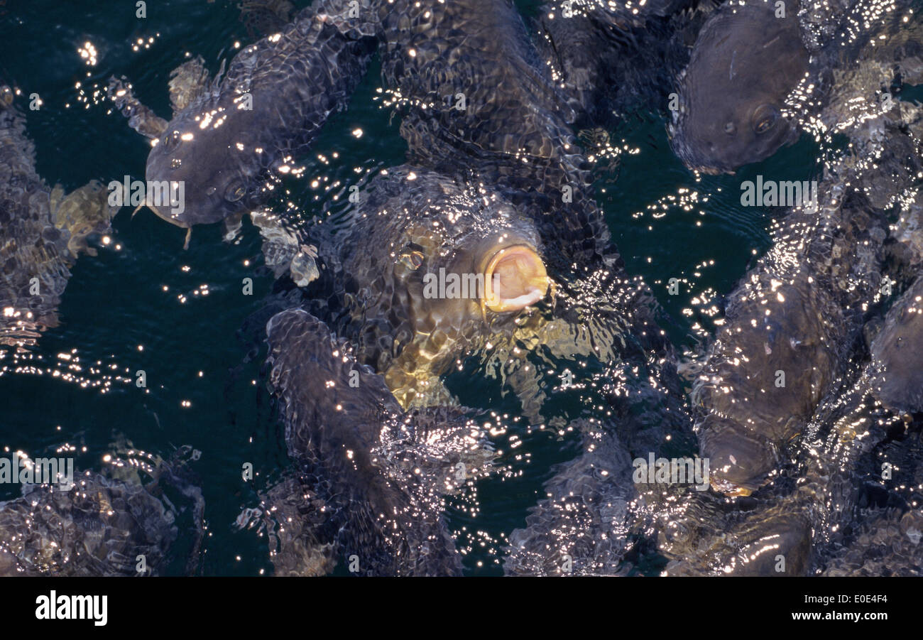 Einer der eine Schule der Karpfen schürt Maul aus dem sonnendurchfluteten Wasser für einen Hauch von frische Luft am Lake Mead, der größte Stausee in den USA. Stockfoto