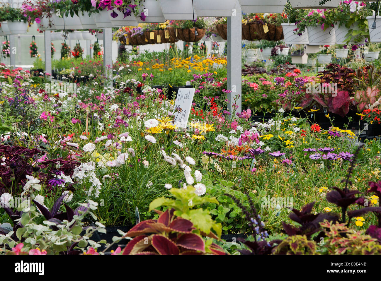 Einjährige Pflanzen wachsen in einem Gewächshaus. Stockfoto