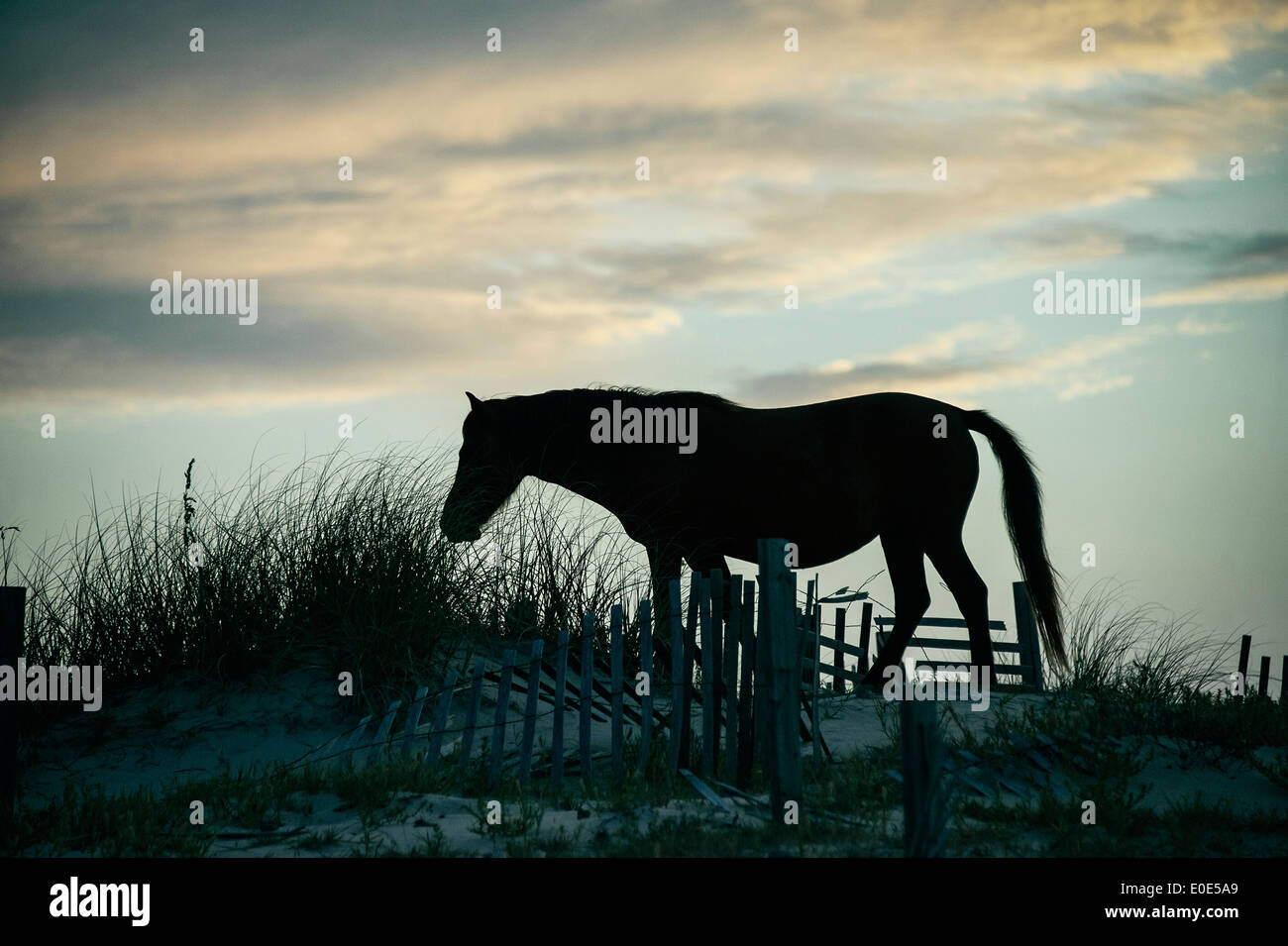 Wilder spanischer Mustang auf Düne, Outer Banks, North Carolina, USA Stockfoto