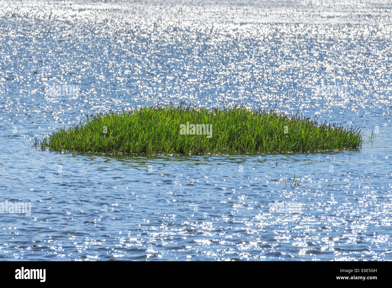 kleine Insel mit Rasen im Meer Stockfoto