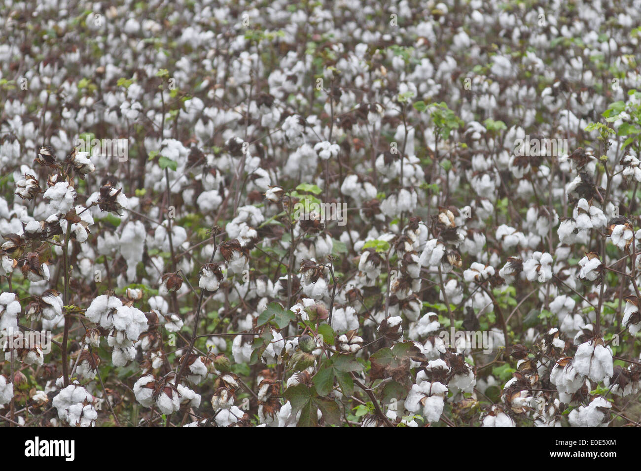 Baumwolle Baumstämme Reifung in einem Feld im Süden, USA Stockfoto