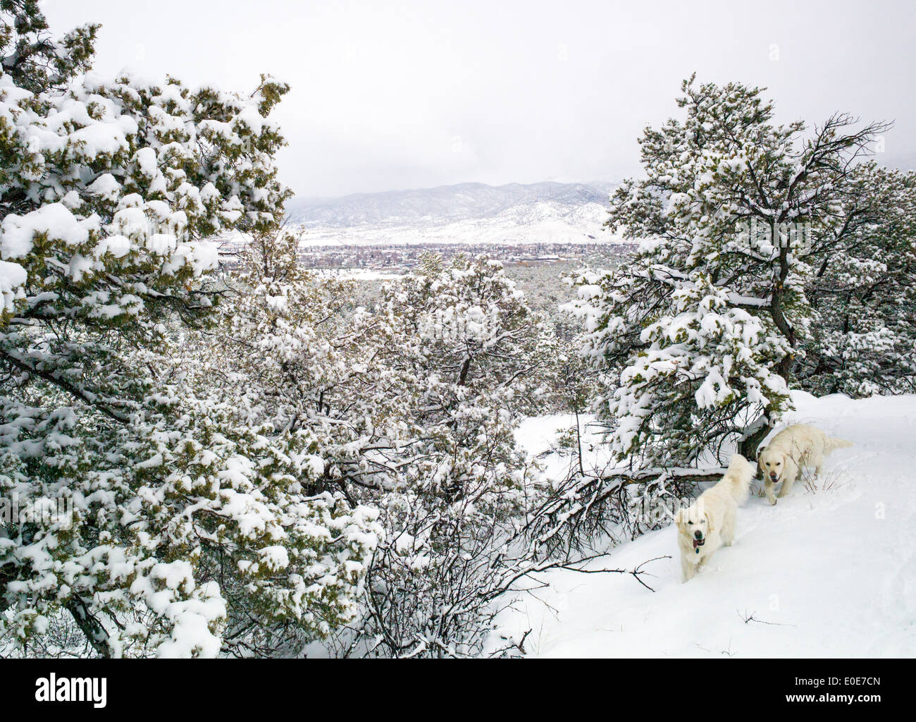 Platin farbige Golden Retriever Hunde spielen im Schneesturm auf der kleine Regenbogen Trail Toren Salida, Colorado, USA Stockfoto
