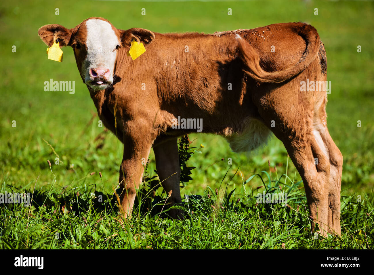 Ein Kalb mit grasen auf der Weide. Halten von Haustieren in der Landwirtschaft, Ein Kalb Beim Grasen Auf der Weide. Tierhaltung in der Lan Stockfoto