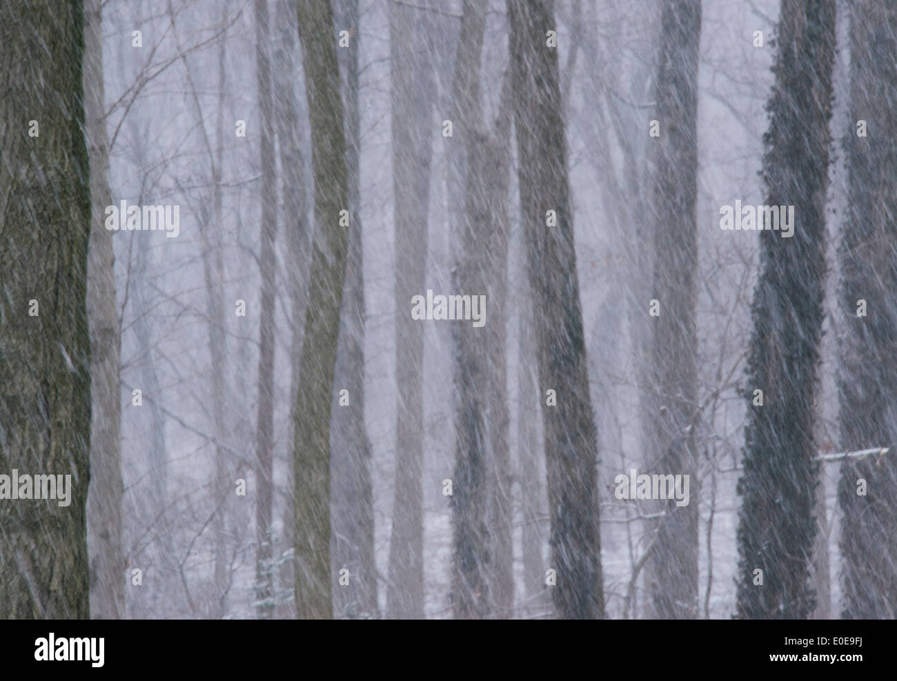 Wald-Schnee-Sturm. Stockfoto