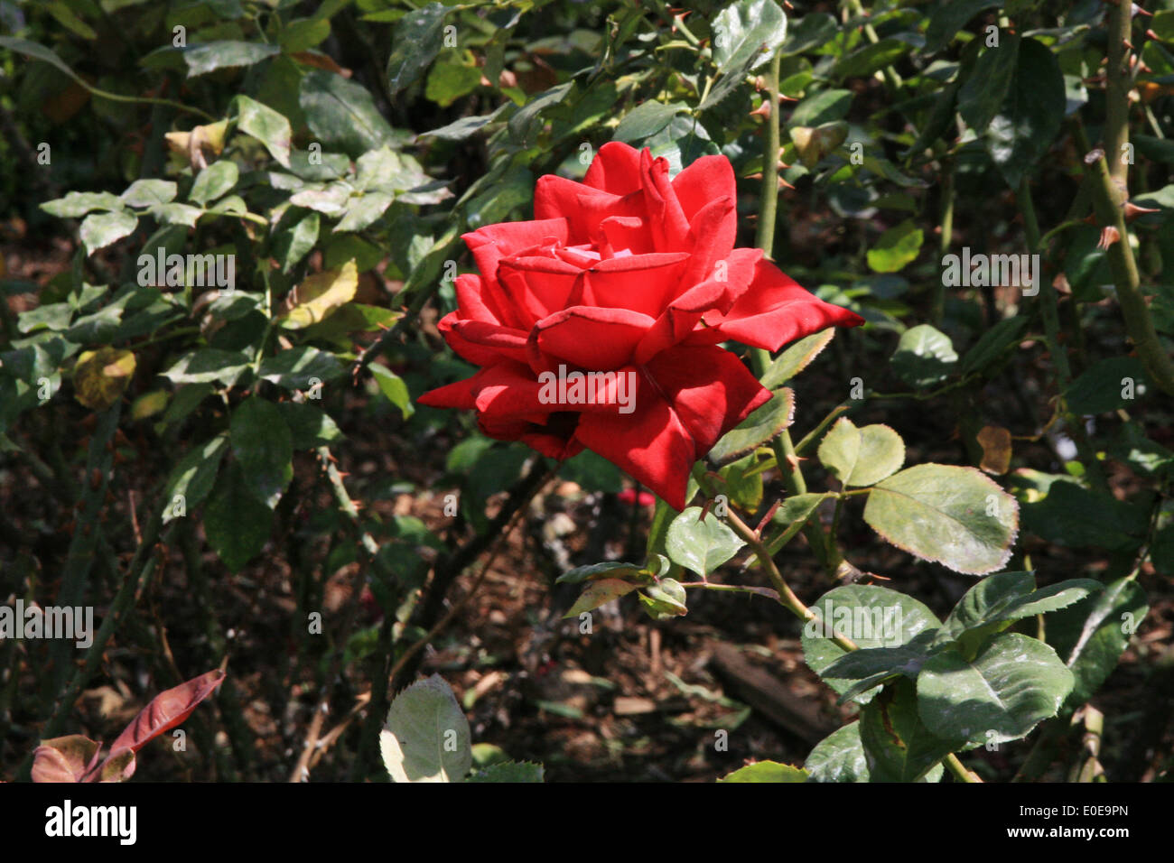 Eine rote rose blüht in einem Garten Stockfoto