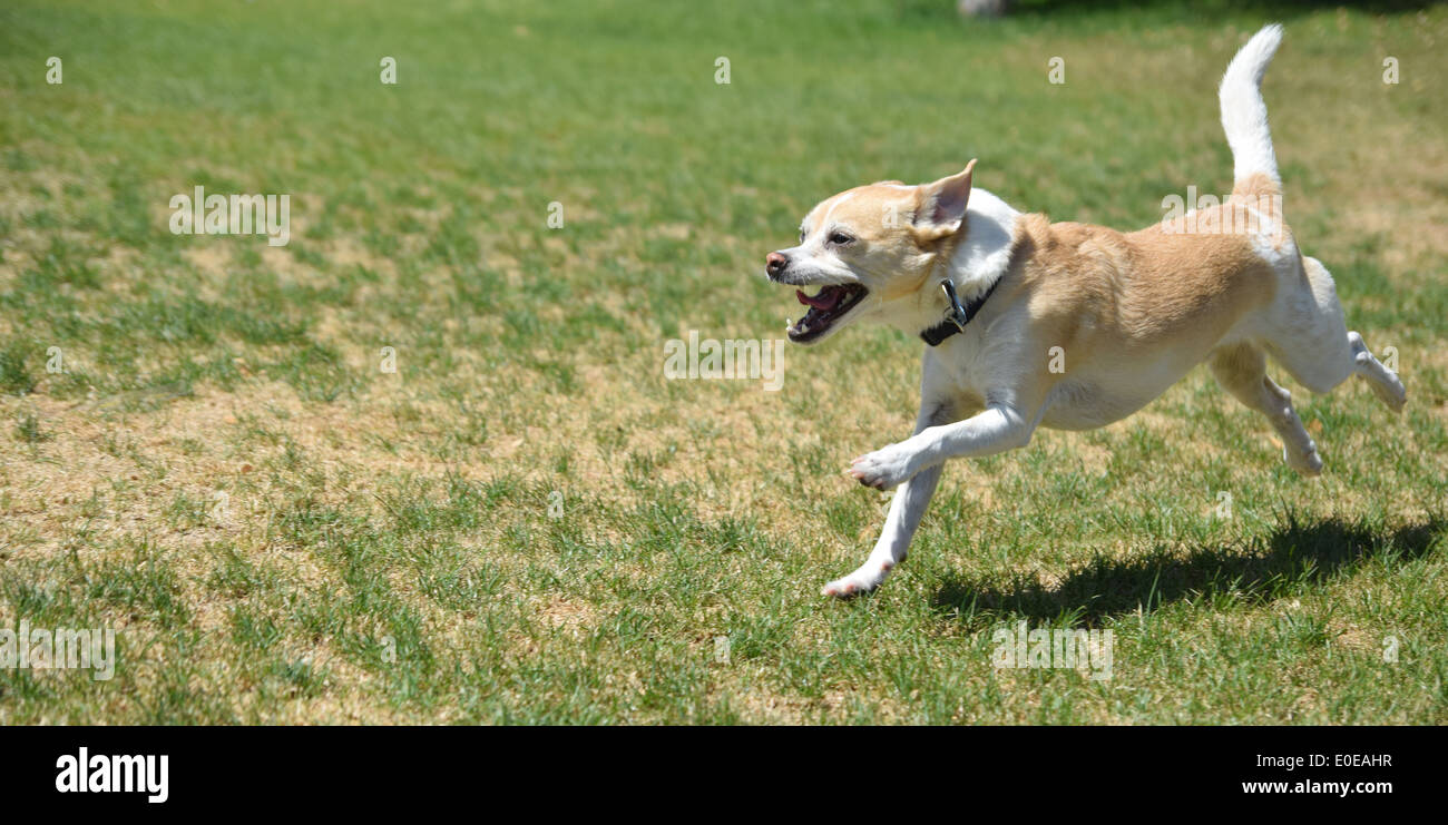 Ein verspielter kleiner Hund laufen im park Stockfoto