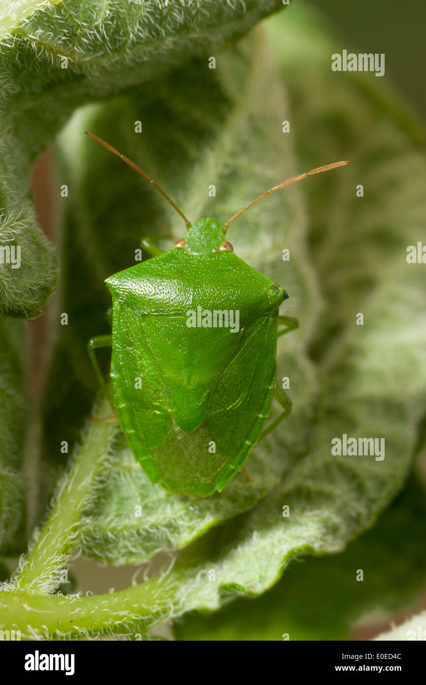 Grüne Kartoffeln Bug (Cuspicona Simplex) Stockfoto