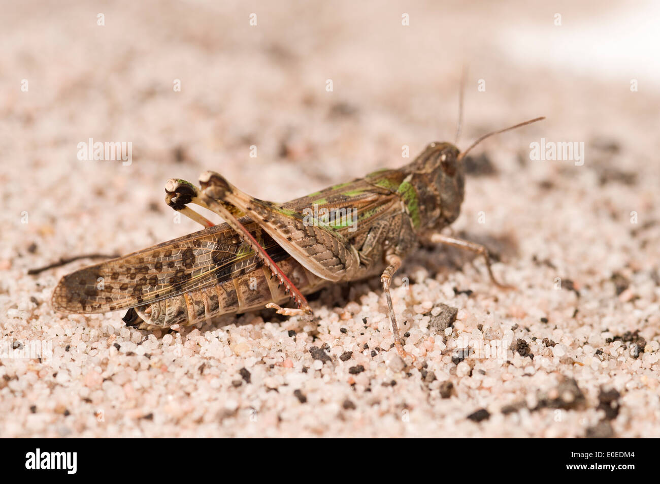 Die Australian Plague Locust ist eines der verheerendsten native Schadinsekten von Australien. Stockfoto